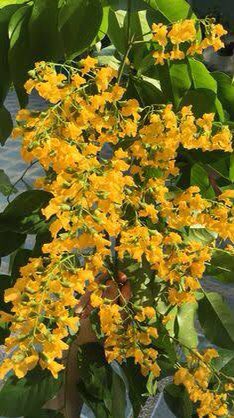 Christine Schraner Burgener (@schranerburgen1) on Twitter photo 