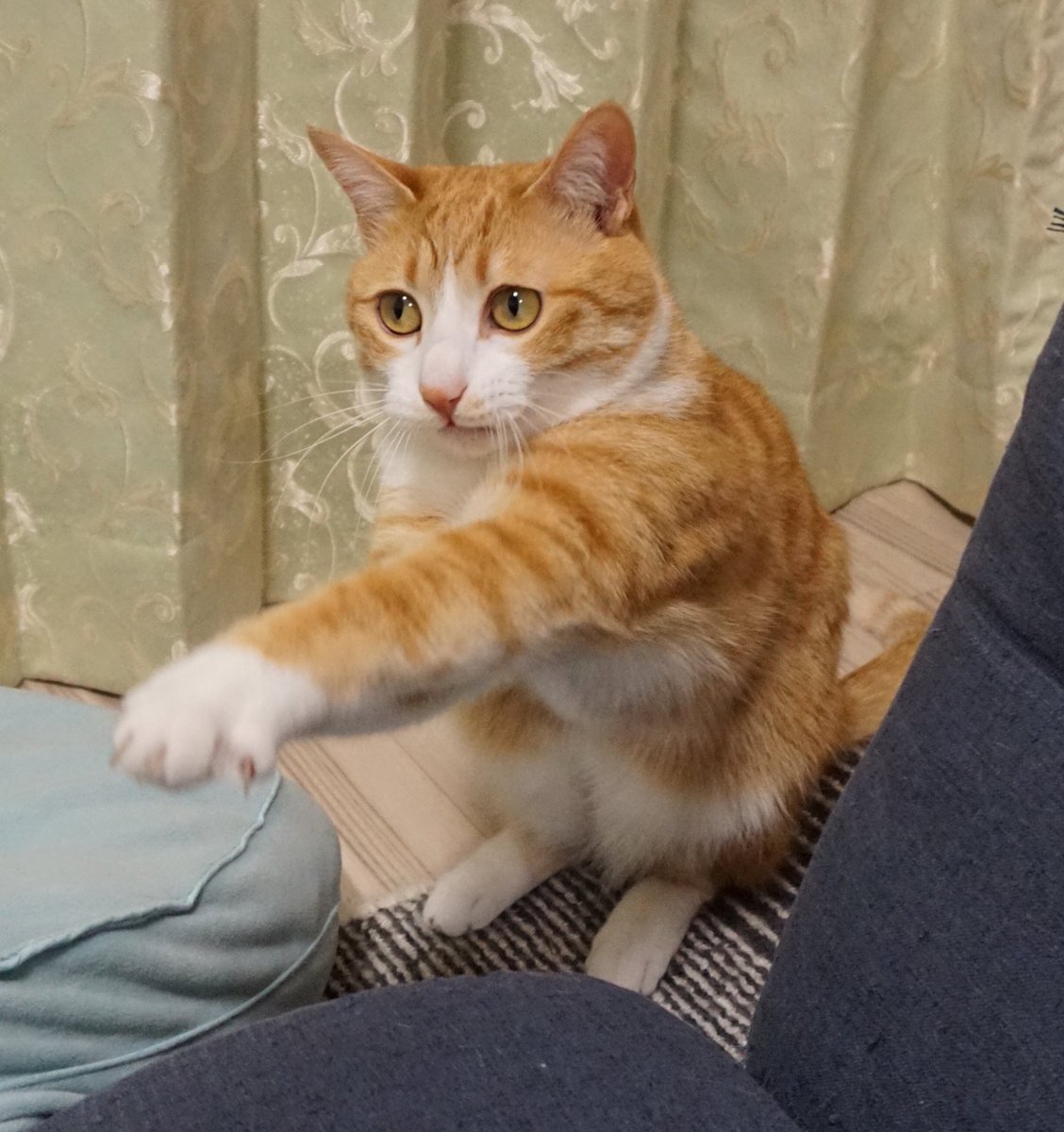 クウとカイ 猫パンチは 脇をギュッ と縮めて パッ と出す クウとカイ 猫パンチは 脇をギュッ と縮めて パッ と出す