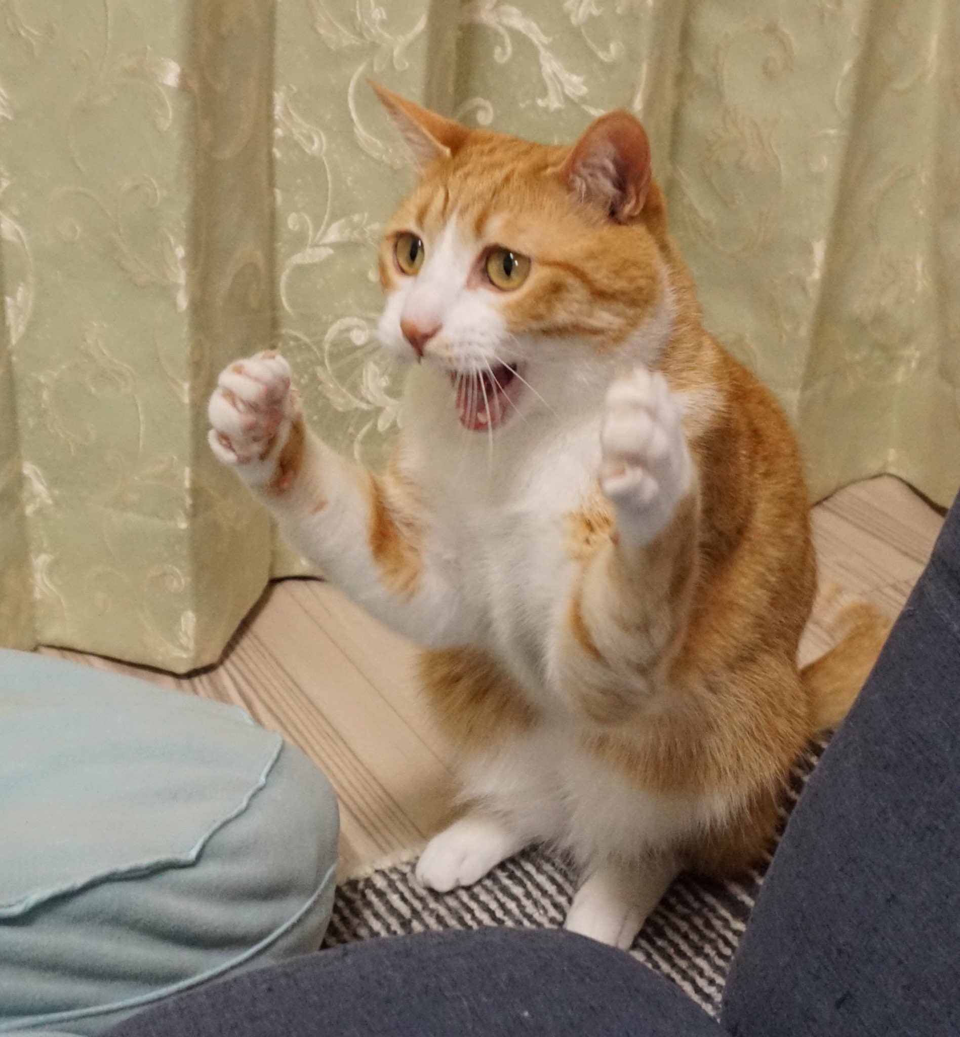 クウとカイ 猫パンチは 脇をギュッ と縮めて パッ と出す