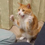 猫パンチの指導!やっぱ本物の指導は違うな～!