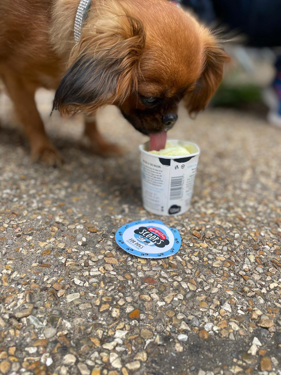 Kevemy75's tweet photo. @Battersea_ Maggie May likes ice cream 🍦 https://t.co/Emo4VV4ptQ