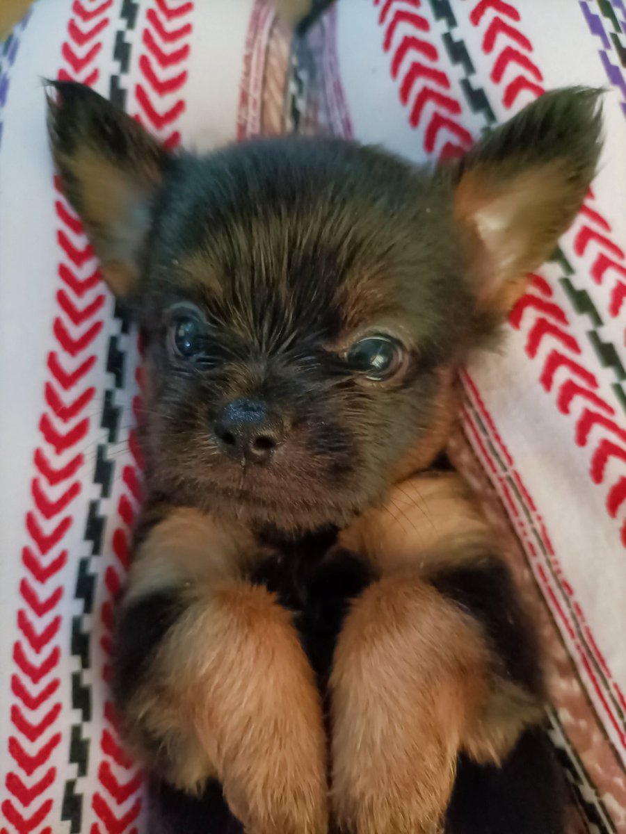 armiecs's tweet photo. Chi Tzu 🥰🥰🥰 https://t.co/BwoiBykZ64