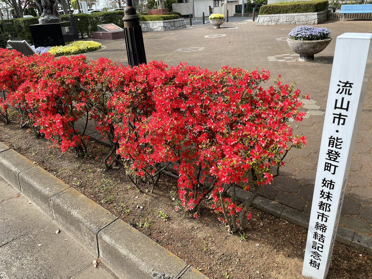 ｍｏｒｉｃｏｍ 市役所前にある 姉妹都市の石川県能登町からいただいた能登キリシマツツジが満開です 燃えるような鮮やかな赤が特徴で能登町以外では希少種です 今年も綺麗に咲いてくれました 能登町 能登キリシマツツジ