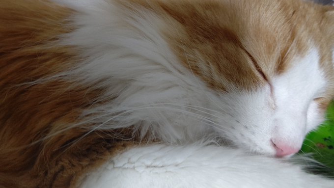 #平日のぬこ撮り部 