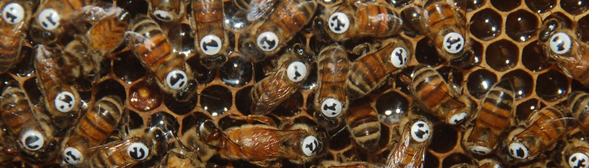 Nature Communications (@naturecomms) on Twitter photo New featured image on our website!
go.nature.com/2C4o5y3
Related to this paper:
Social networks predict the life and death of honey bees
go.nature.com/3a8KIUt
<a href="/nebww/">Benjamin Wild</a> <a href="/DDormagen/">David Dormagen</a> <a href="/AdrianZachariae/">Adrian Zachariae</a> <a href="/SmithBeeLab/">Michael Smith</a>
<a href="/DrKSTraynor/">Kirsten Traynor</a> <a href="/DirkBrockmann/">Dirk Brockmann</a> <a href="/icouzin/">Iain Couzin</a> <a href="/tlandgraf/">Tim Landgraf</a> New featured image on our website!
go.nature.com/2C4o5y3
Related to this paper:
Social networks predict the life and death of honey bees
go.nature.com/3a8KIUt
<a href="/nebww/">Benjamin Wild</a> <a href="/DDormagen/">David Dormagen</a> <a href="/AdrianZachariae/">Adrian Zachariae</a> <a href="/SmithBeeLab/">Michael Smith</a>
<a href="/DrKSTraynor/">Kirsten Traynor</a> <a href="/DirkBrockmann/">Dirk Brockmann</a> <a href="/icouzin/">Iain Couzin</a> <a href="/tlandgraf/">Tim Landgraf</a>