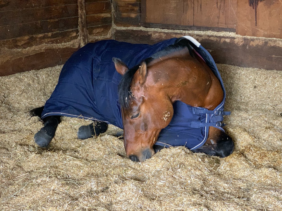 Caviera Bedding tweet media