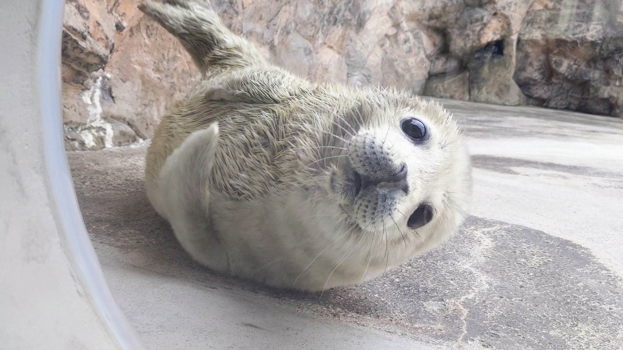 もぐ 先日見に行ったゴマフアザラシの赤ちゃん まだ白いうちに見られて良かった 最高に可愛くて癒された アクアマリンふくしま ゴマフアザラシ アザラシ T Co Zyda7m5xlt Twitter