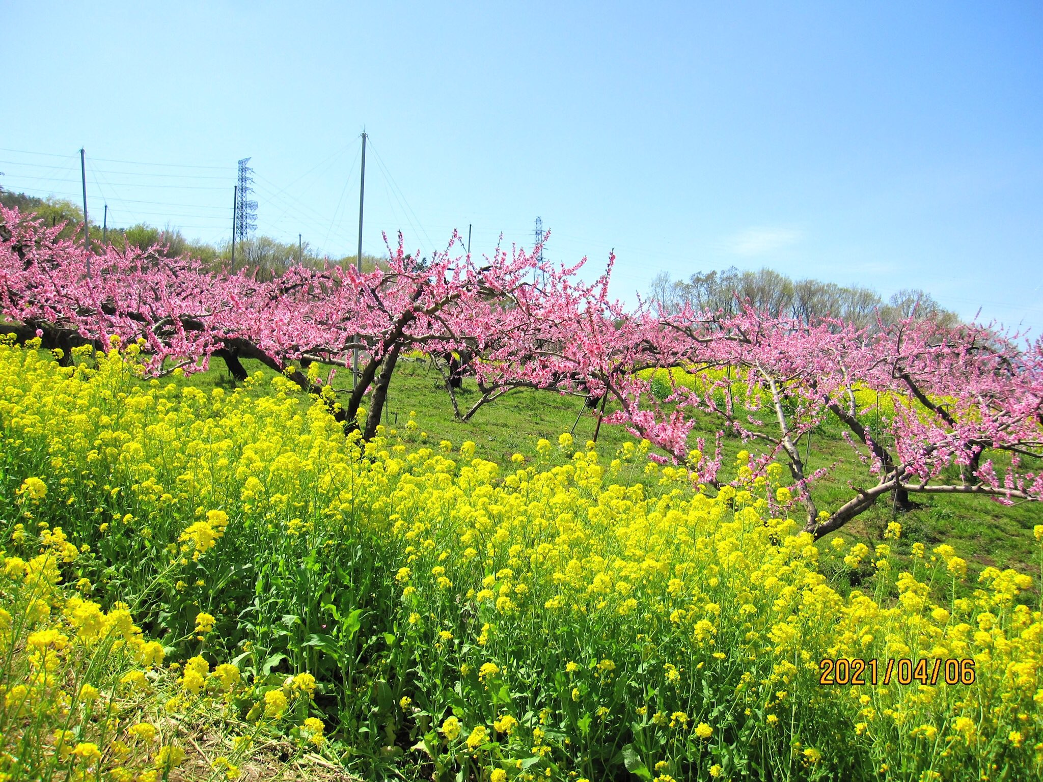 ヒロコ J Pop Singer 笛吹市の 御坂町 黒駒地区の桃 菜の花 花桃 と みさか桃源郷公園 観光用にとはいえ ここまで桃以外の花々を植えていただき こちらの農家の方に感謝の気持ちでいっぱいです 桃の花 笛吹市 御坂町 桃源郷 春 まつり