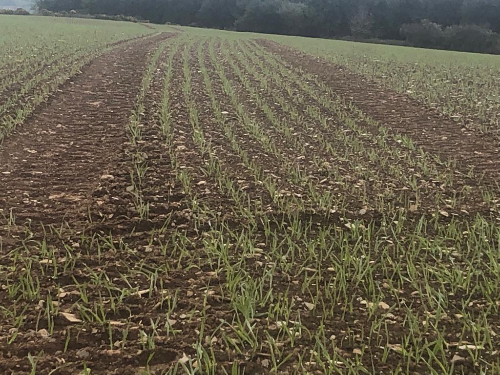 targetfert's tweet photo. #ArableApril is in full swing in Co. Wexford. This crop of Planet Spring Barley got off to a great start after receiving 4 bags of 10-8-25 +S which was combine drilled. #tillage #cereals #ProtectYourTarget https://t.co/owbasfaLNL