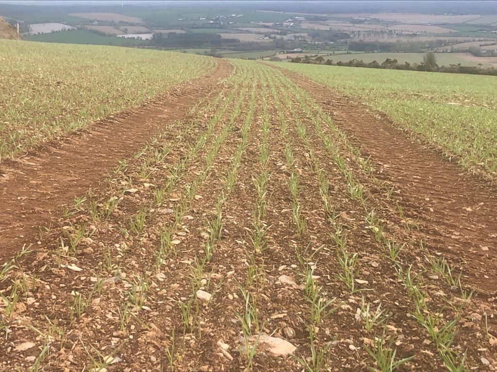 targetfert's tweet photo. #ArableApril is in full swing in Co. Wexford. This crop of Planet Spring Barley got off to a great start after receiving 4 bags of 10-8-25 +S which was combine drilled. #tillage #cereals #ProtectYourTarget https://t.co/owbasfaLNL