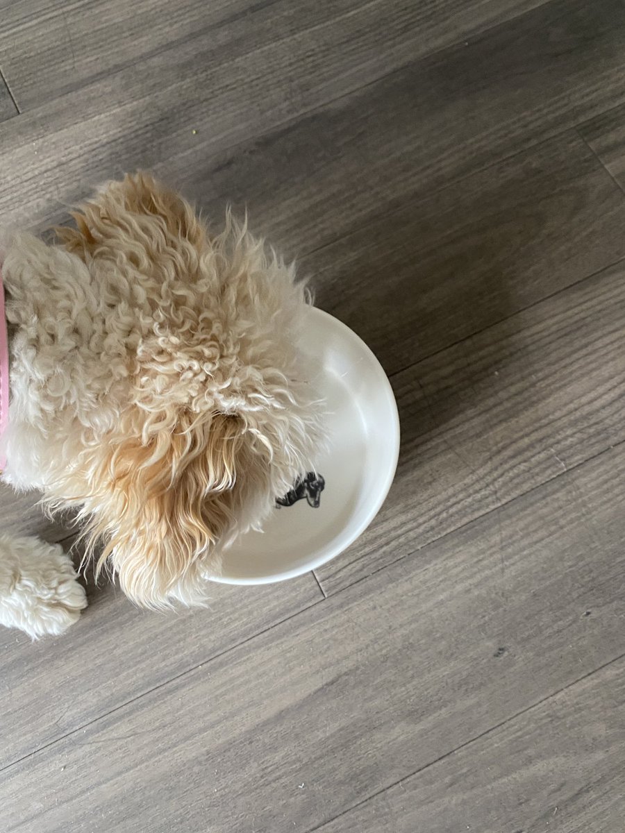 Onbo_Eco's tweet photo. Obsessed by these fabulous treats from @LtdMare https://t.co/qxdq7Tb1Lp Bev loves her dogs bollocks bowl! X 🐾❤️ https://t.co/DdIBI4LD9H