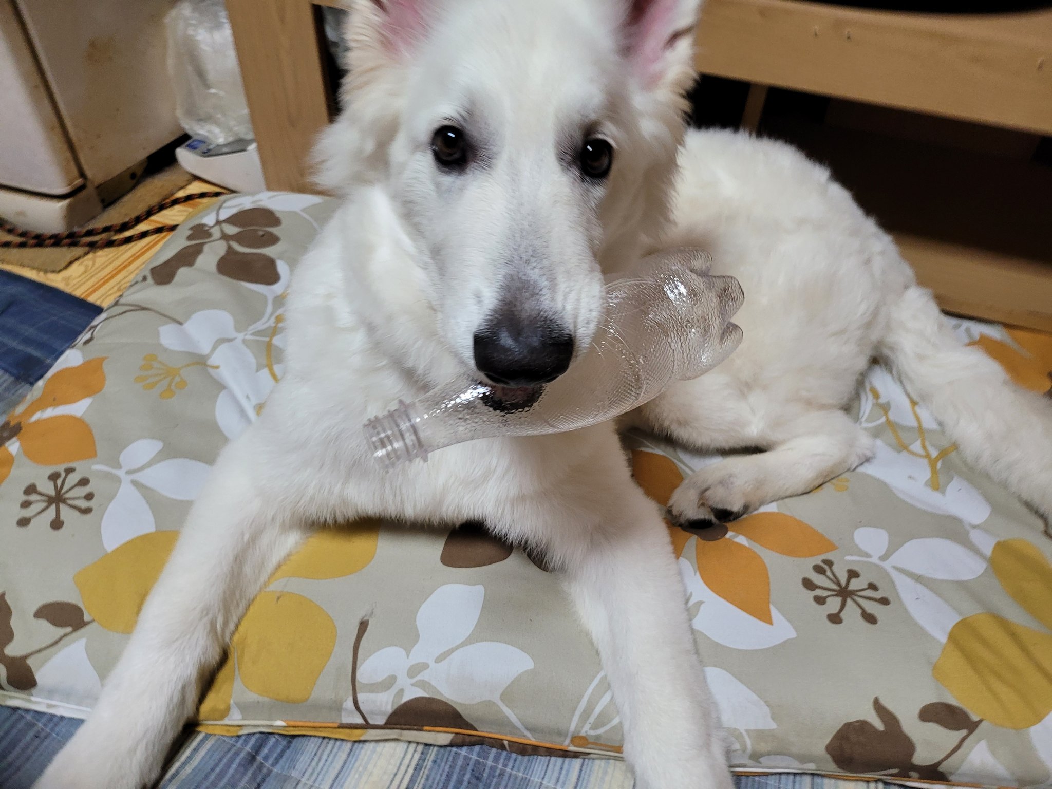 かになべ ペット大好き 犬ちゃん オランジーナのペットボトルを壊すのすき ペコペコ T Co Fchtabwemp Twitter