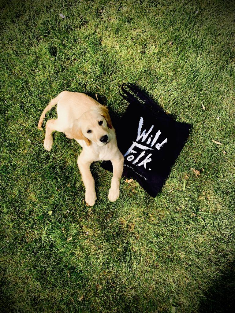 What the folk?!

LIMITED EDITION WILD FOLK TOTE BAGS AVAILABLE NOW!

The design is hand painted by us and lovingly printed onto your bag by <a href="/bagitdontbinit/">Bag It Don't Bin It</a> in Sheffield.

#sleepwalkinganimals #unsignedartist #manchester #london #folkrock #indierock #newmusic #merchandise