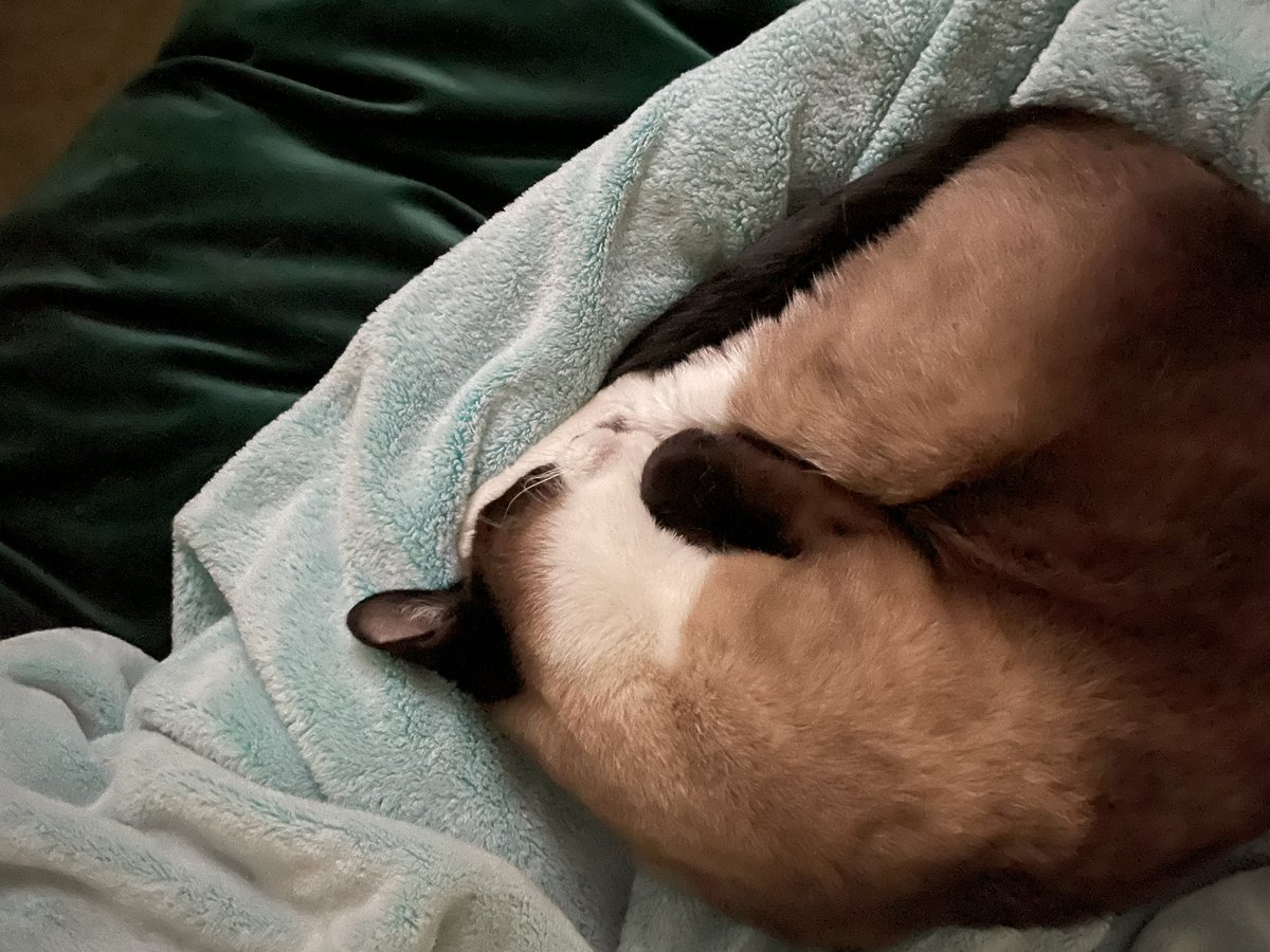 krisangelis's tweet photo. This purring thing is making it hard to leave the bed. She’s also sleeping with her back foot under her head. 😻#ilean #kitty https://t.co/wenkwcxwG7