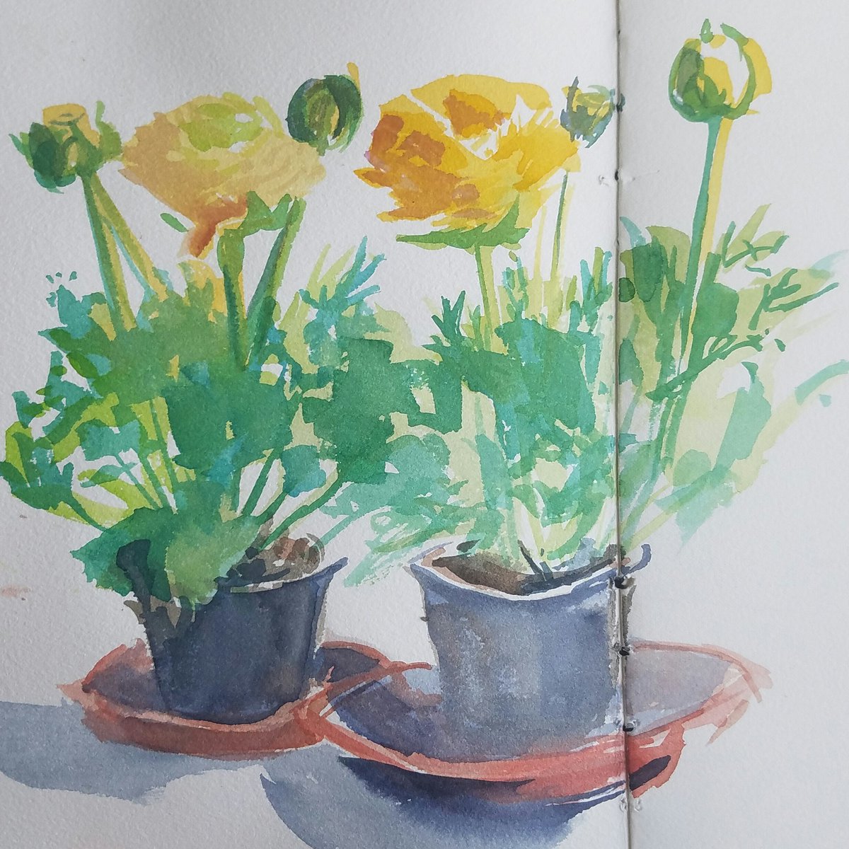 lescroquisdeBR's tweet photo. Renoncules #springsketch #fleurs #renoncules https://t.co/fcRGHOeQsU