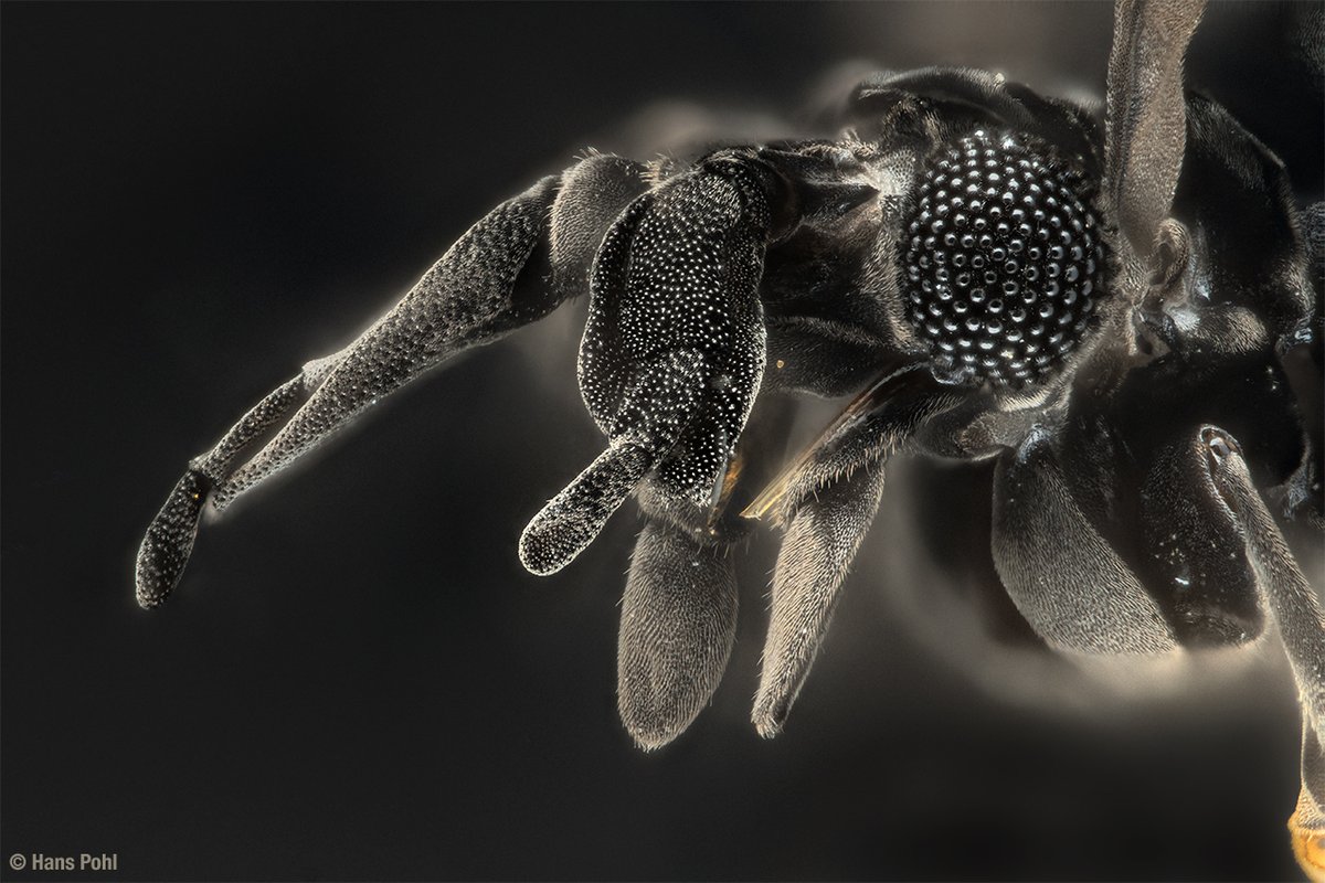hans_pohl's tweet photo. At the end of the flight period of male #Stylops a portrait of Stylops melittae, collected in Jena a week ago.
#Strepsiptera https://t.co/zY7iXeb02l