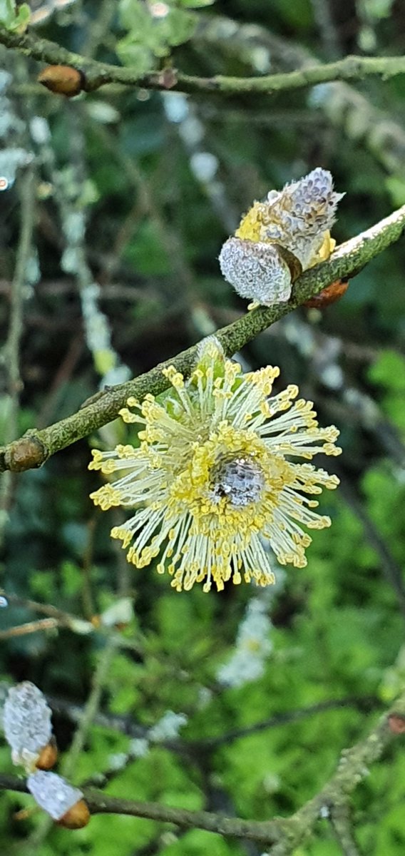 DouglasSt_CCFET's tweet photo. Happy Tuesday! #AtOneWithNature #ZoomBreak #SpringTime @CorkFet @CorkETB @ThisisFet @corklearning @PollinatorPlan @CorkEnvForum @BioDataCentre @greenspacescork @pure_cork @BibiBaskin @torban69 https://t.co/6L9uxQSpSV