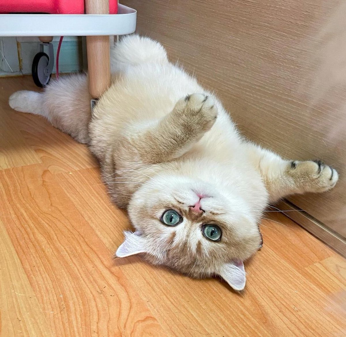 CUTE CAT THREAD (NONE OF THESE ARE MY CATS)