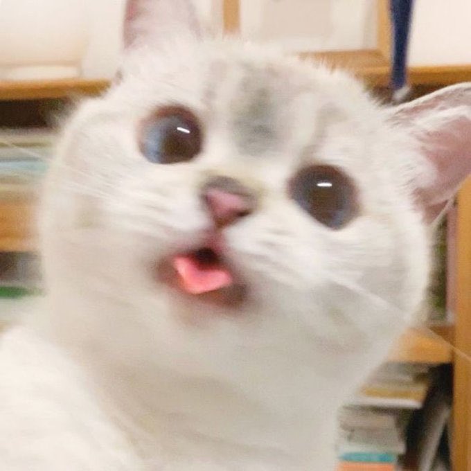 CUTE CAT THREAD (NONE OF THESE ARE MY CATS)