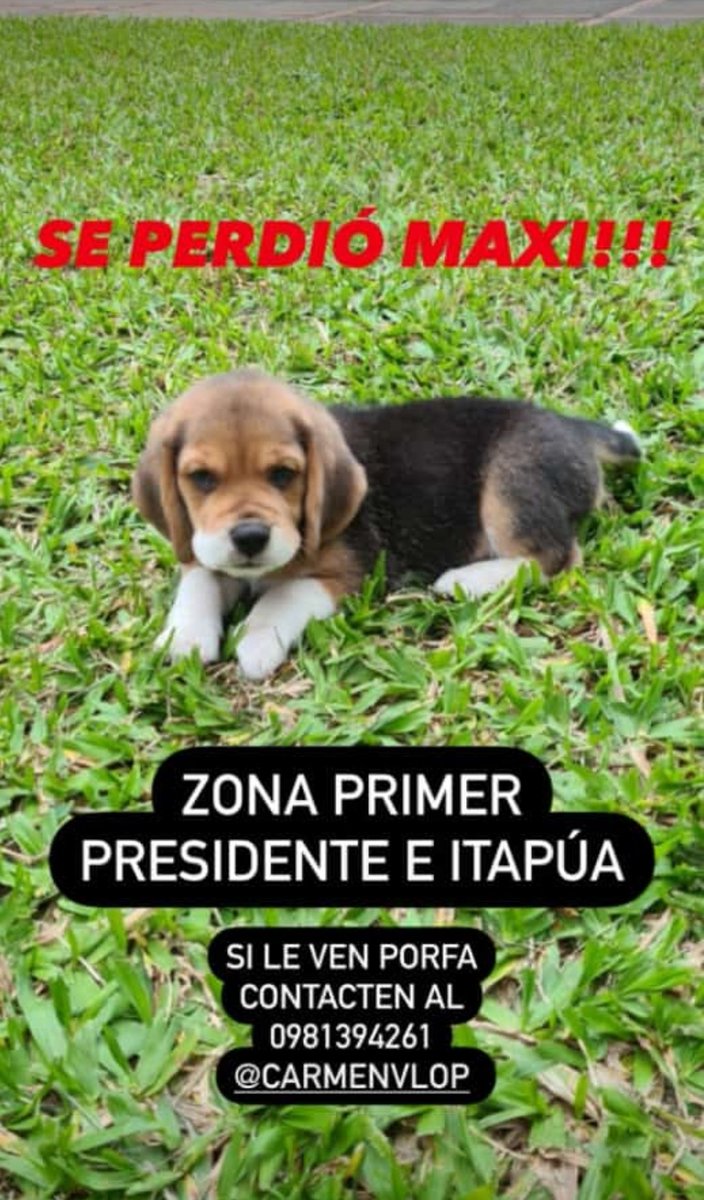 PaliA___'s tweet photo. Se perdió Maxi‼️ zona Primer Presidente e Itapúa.
Si le ven contactar al nro del flyer 🙏 https://t.co/2IcWTiSQLl