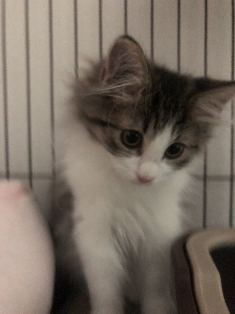 CUTE CAT THREAD (NONE OF THESE ARE MY CATS)