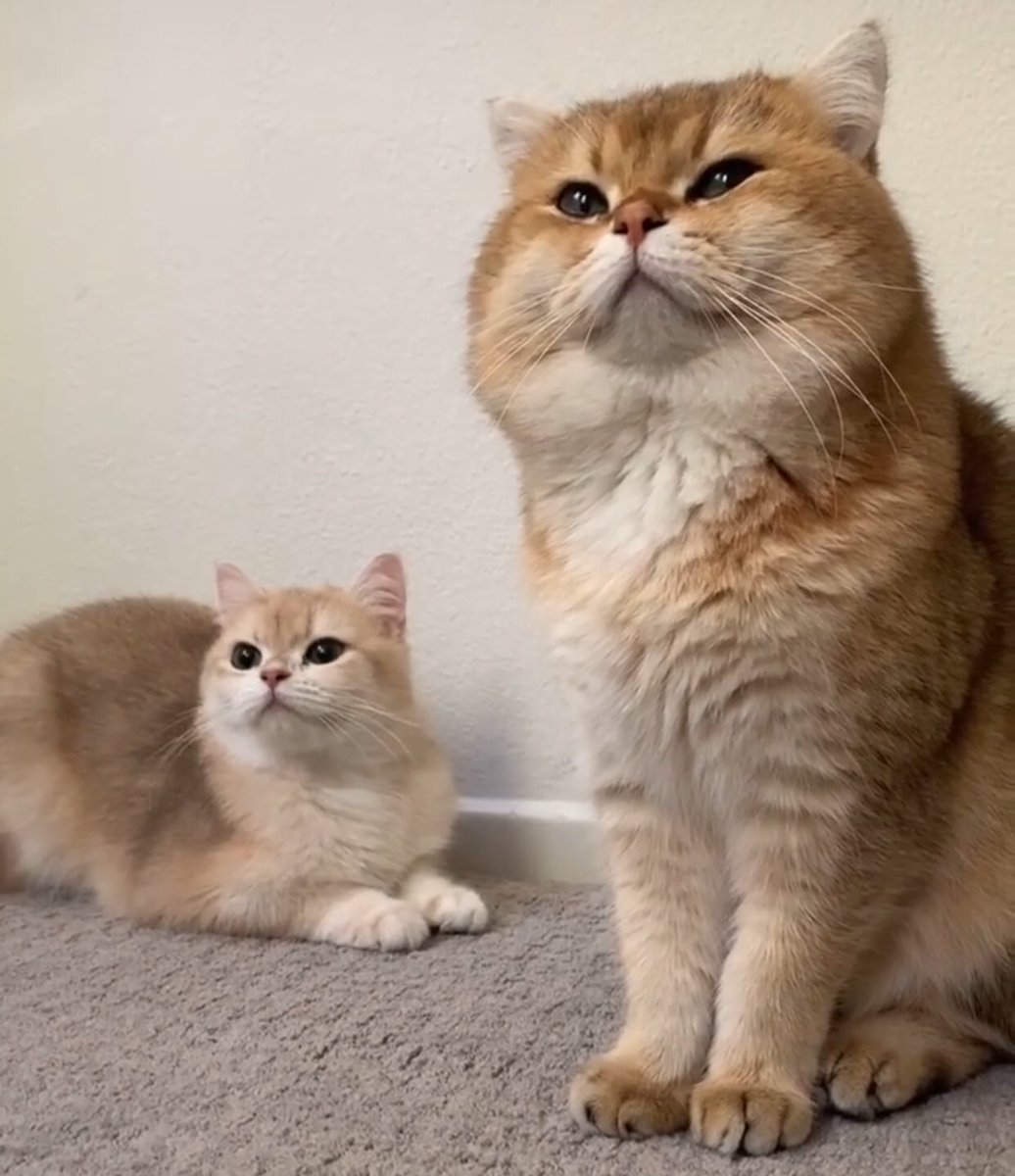 CUTE CAT THREAD (NONE OF THESE ARE MY CATS)