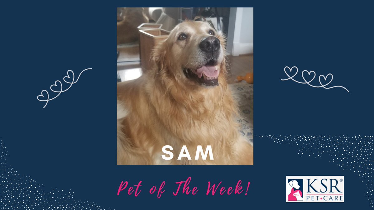 #adoptdontshop #golden #petoftheweek