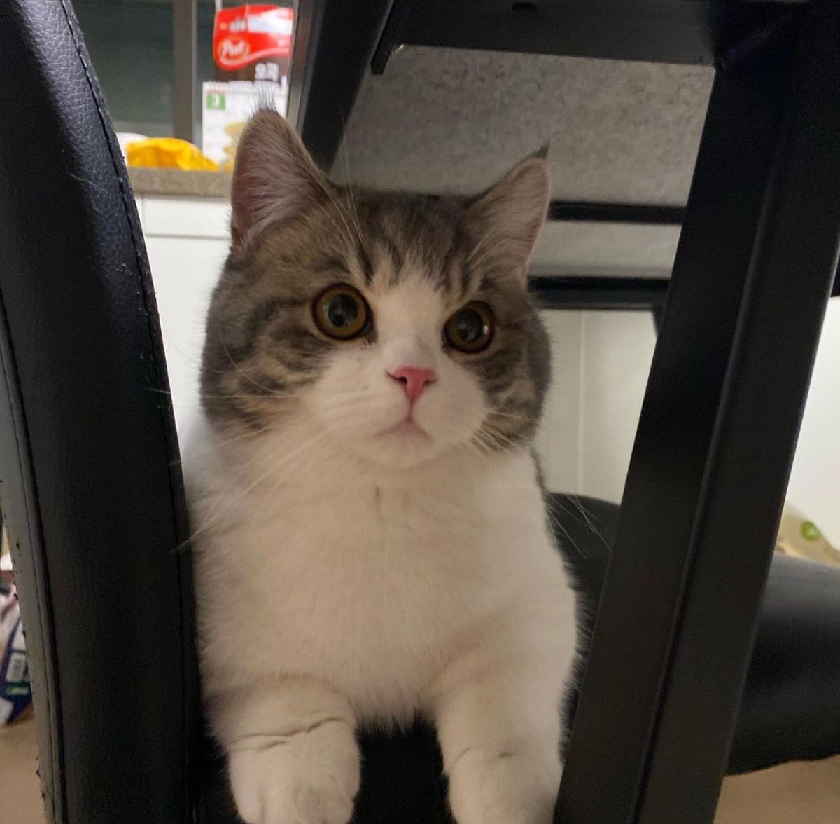 CUTE CAT THREAD (NONE OF THESE ARE MY CATS)