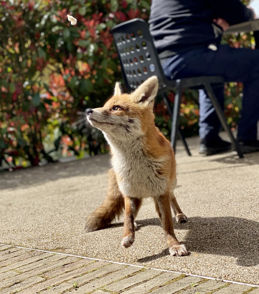 sizemore's tweet photo. This young chap joined us for lunch today. Gotta love London in the sunshine. https://t.co/1DvJ5dBECc