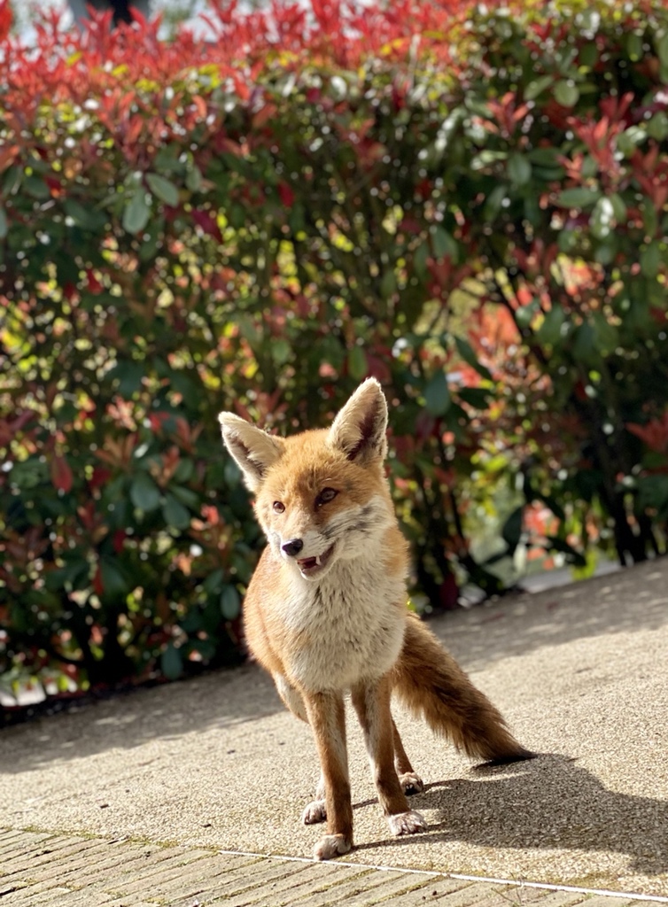 sizemore's tweet photo. This young chap joined us for lunch today. Gotta love London in the sunshine. https://t.co/1DvJ5dBECc