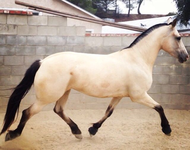 светло буланая масть лошади. светло буланая лошадь. саврасая масть лошадей. буланая масть. соловая масть мустанг.