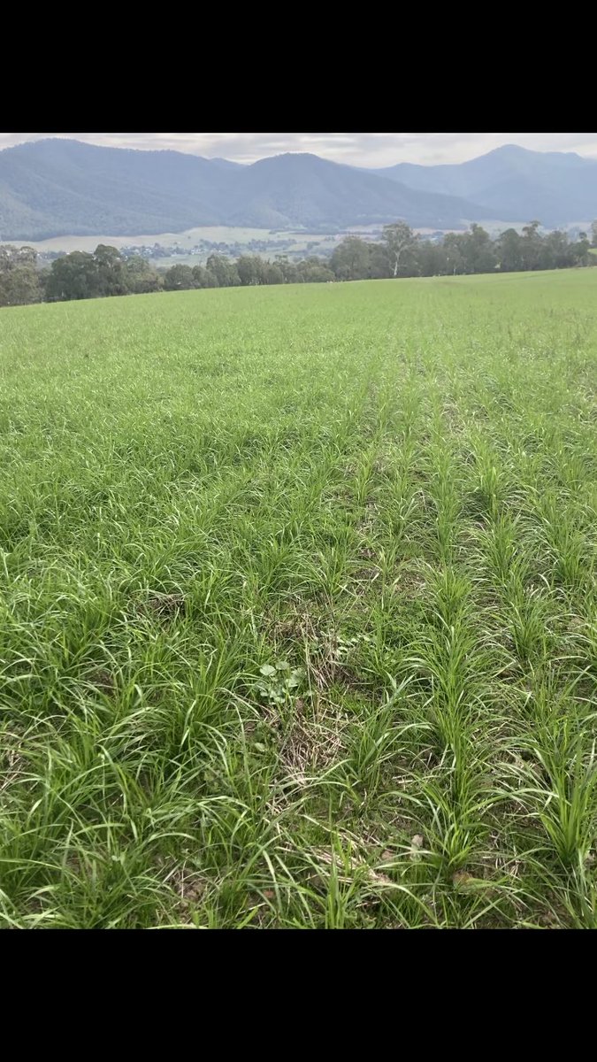 YPCAgronomy's tweet photo. Has been a great couple of days in Wangaratta and Baranduda checking out the new branches. We finally have had a chance to get down here and have a look around some very nice NE Victoria country https://t.co/ZUkD2ZvhMa