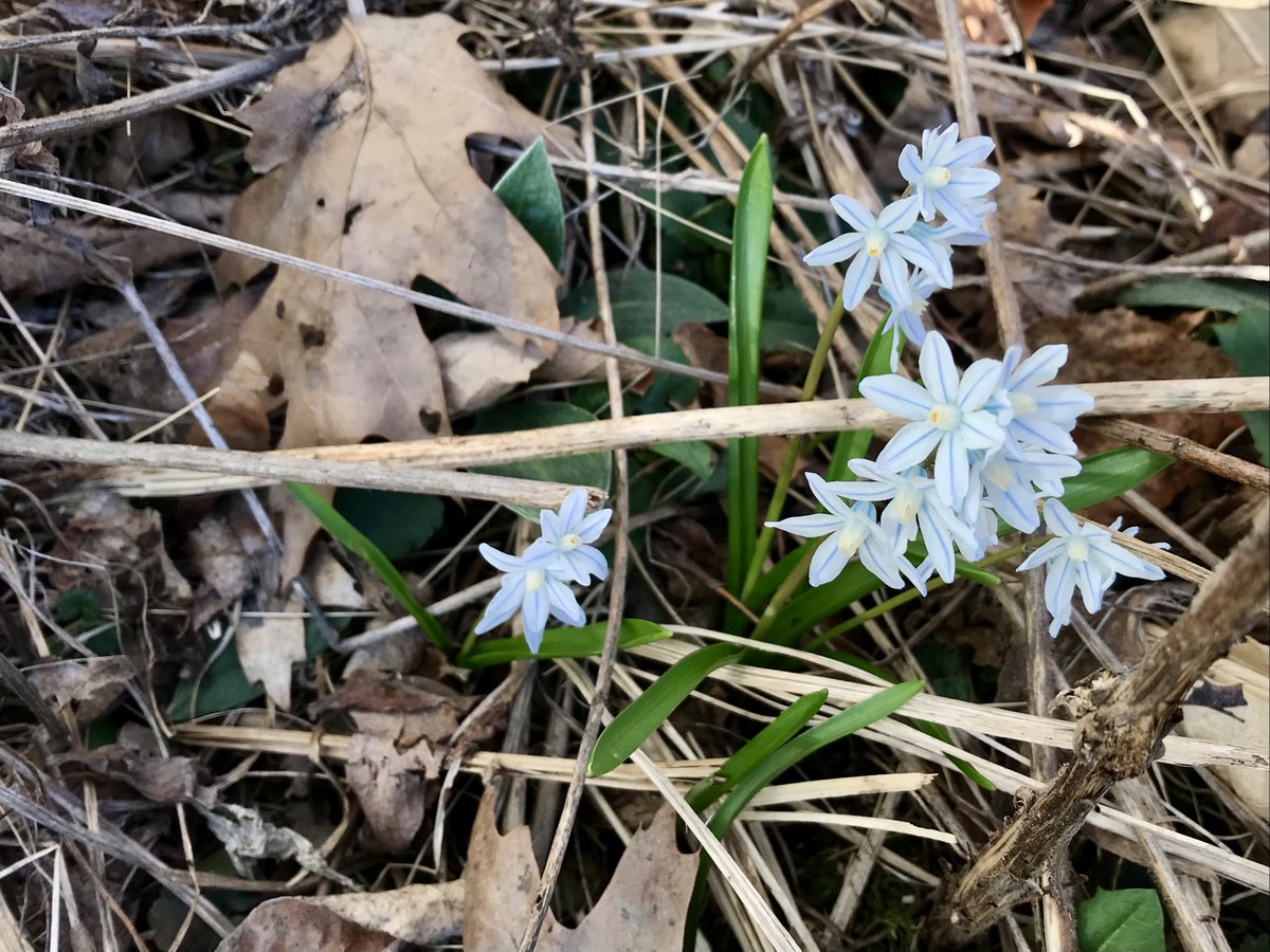 First signs of Spring in Vermont! 😍🌸