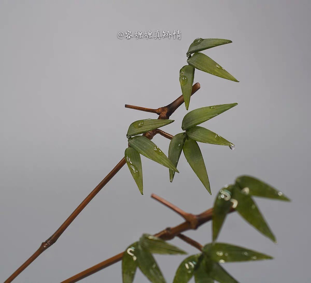 taobaobot's tweet image. 촉촉한 대나무 가지 모양 비녀