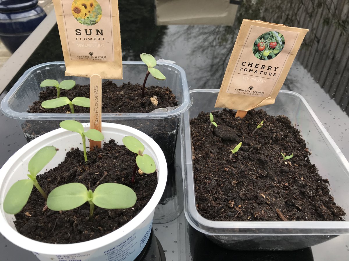 CardiffMetConf's tweet photo. How are you doing on #CSGreatSpringGrowOff? Our sunflowers are coming along nicely and tomatoes are making an appearance @CMetSEngagement @CMUCatering https://t.co/l4rTo6AZCh