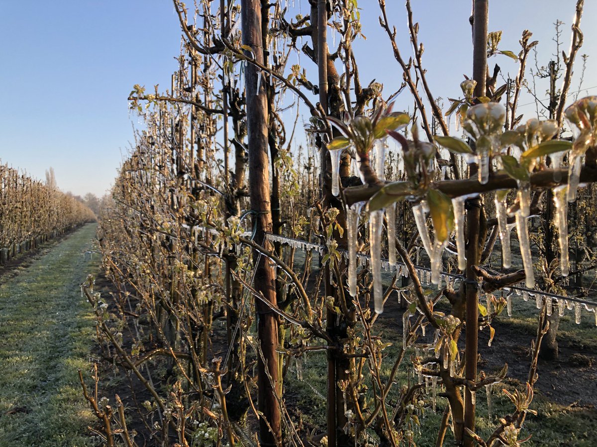 lambrecht_jo's tweet photo. Telers doen er alles aan om bloesems en bloembotten van appel en peer te beschermen tegen nachtvorst, oa. ook nachtvorstberegening. https://t.co/iG4NgC7XfZ