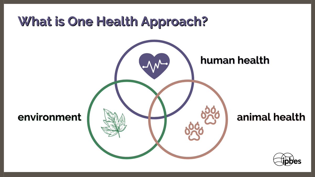 IPBES's tweet photo. What is a #OneHealth approach?⚕️🔍

📖The @IPBES #PandemicsReport describes it as a 'system of tackling key health issues by recognizing that the health of people, animals &amp; the environment are often inextricably linked' https://t.co/HhKNWl66Xh