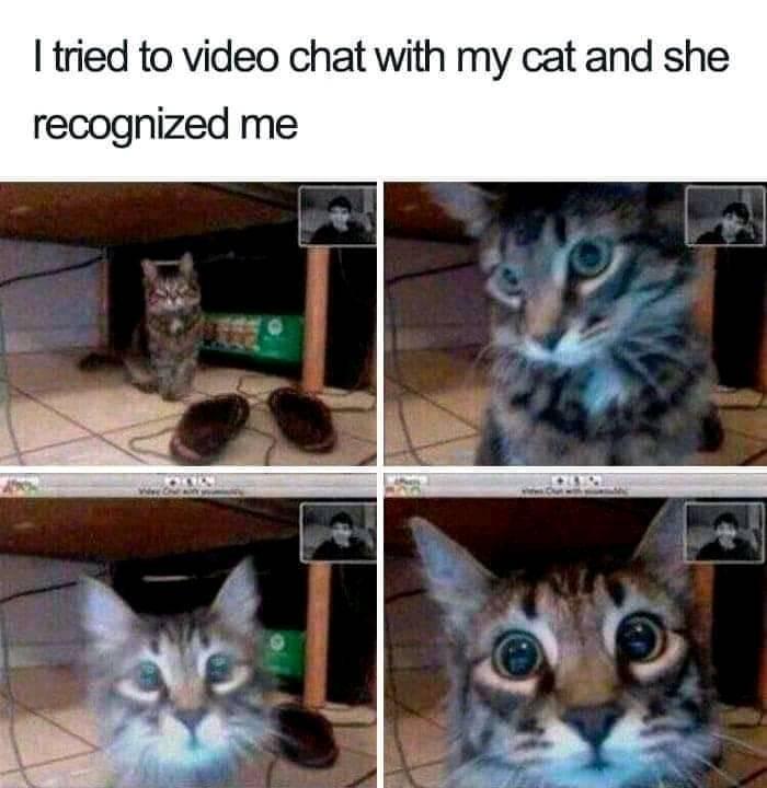 WholesomeMeme's tweet photo. https://t.co/egBTggVaWI