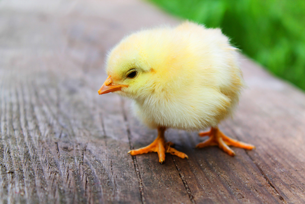 動物の習性図鑑 ひよこの家族愛 ヒヨコはご飯を食べる時に家族にだけわかる特別な鳴き方をします 助け合って生きていかなければ食べられてしまうため 団体行動を取るのに必要だそうです 動物の習性図鑑 ひよこの家族愛 ヒヨコはご飯を食べる時に家族にだけわかる特別な鳴き方をします 助け合って生きていかなければ食べられてしまうため 団体行動を取るのに必要だそうです