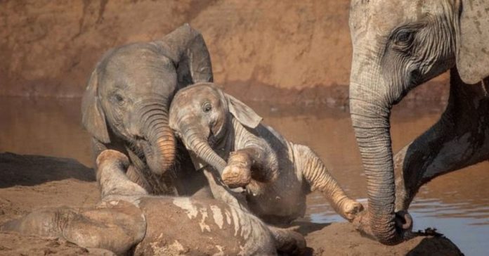 N_Carvalheira's tweet photo. - Fotógrafa captura imagens de elefantes bebês brincando na lama e ensaio é a coisa mais linda!

https://t.co/WvTctxPF4W https://t.co/CcTA4tXMze