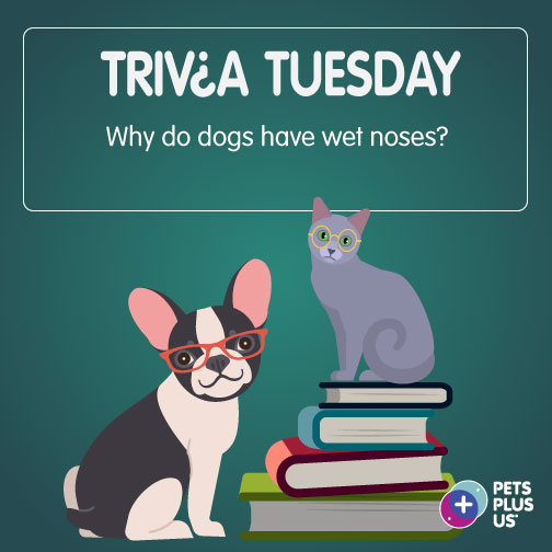 PetsPlusUsIns's tweet photo. #Win a $25 PetSmart gift card! Answer the question &amp; retweet to enter our #TriviaTuesday Giveaway. Open to Canadian residents (excluding QC). Enter by 11:59PM EST. This contest is in no way sponsored, endorsed, administered by or associated with Twitter https://t.co/YyvuU6nVwy https://t.co/F0JjVM4cBV
