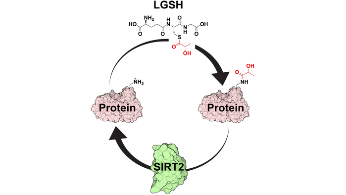 ChemBioChem's tweet photo. Sirtuin 2 Regulates Protein LactoylLys Modifications (Galligan) @ErinQJennings @galliganlab https://t.co/4nYE3Ugt8W https://t.co/XiOrXjnO9e