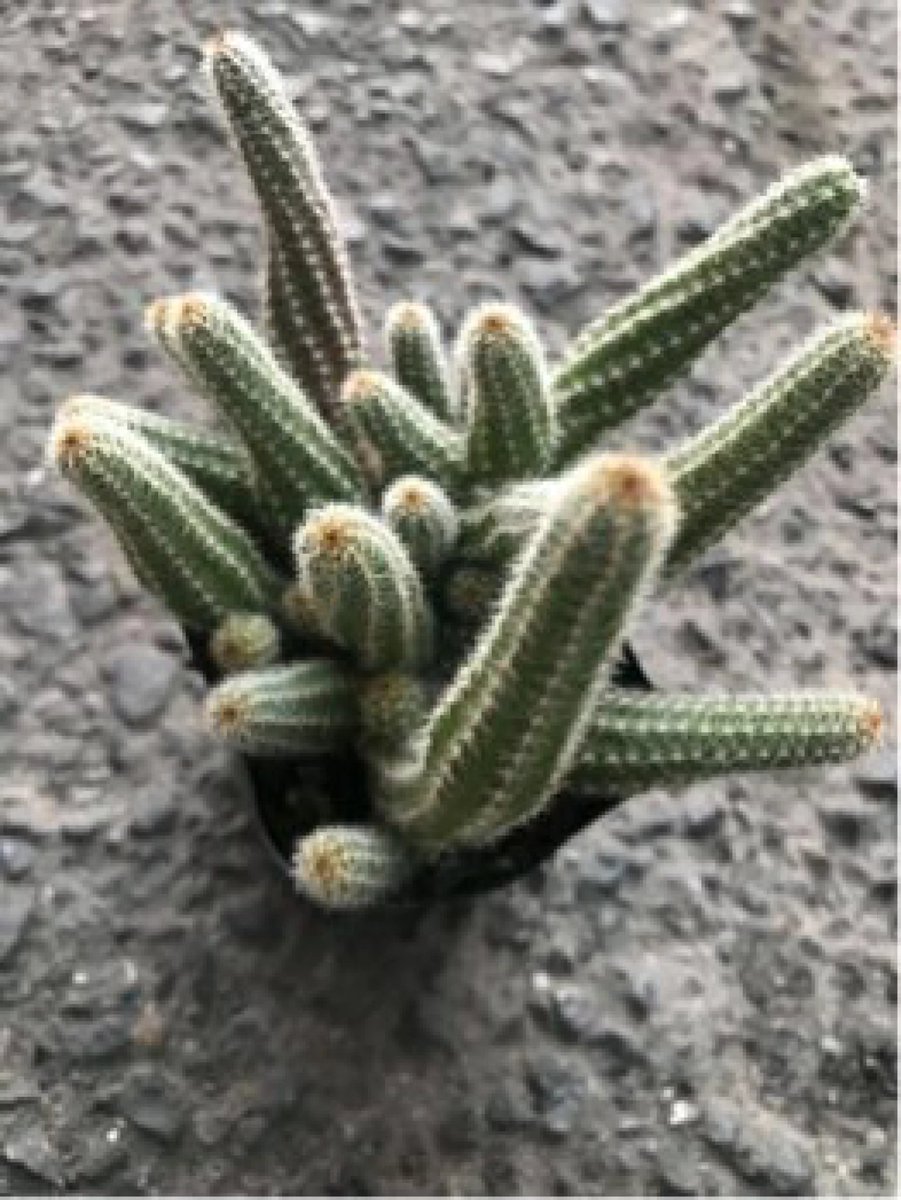 ダイソーで買ったサボテンだけどタグには「ビャクダン」て記載されて