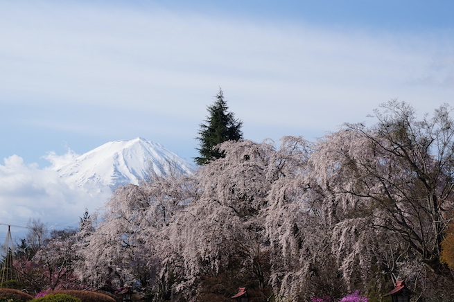 Mt. #Fuji from #Fujiviewhotel.
The #cherryblossoms were at their best🥰
#Vanlife and wandering #Japan 3rd day.