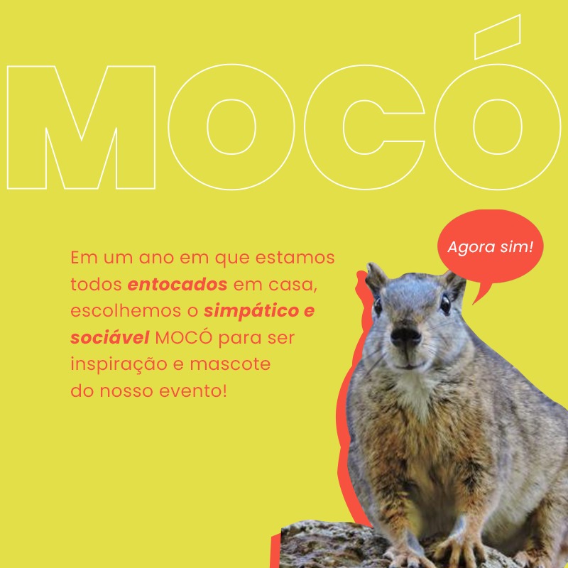 SBMastozoologia's tweet photo. "MOCÓ só existe no Brasil. E como bom brasileiro, resolve suas questões com criatividade, persistência e originalidade, assim como nós." Confira o post do instagram na íntegra sobre nosso MOCÓ 😍 https://t.co/MUNqk3pRHi https://t.co/hMM6dVLncn