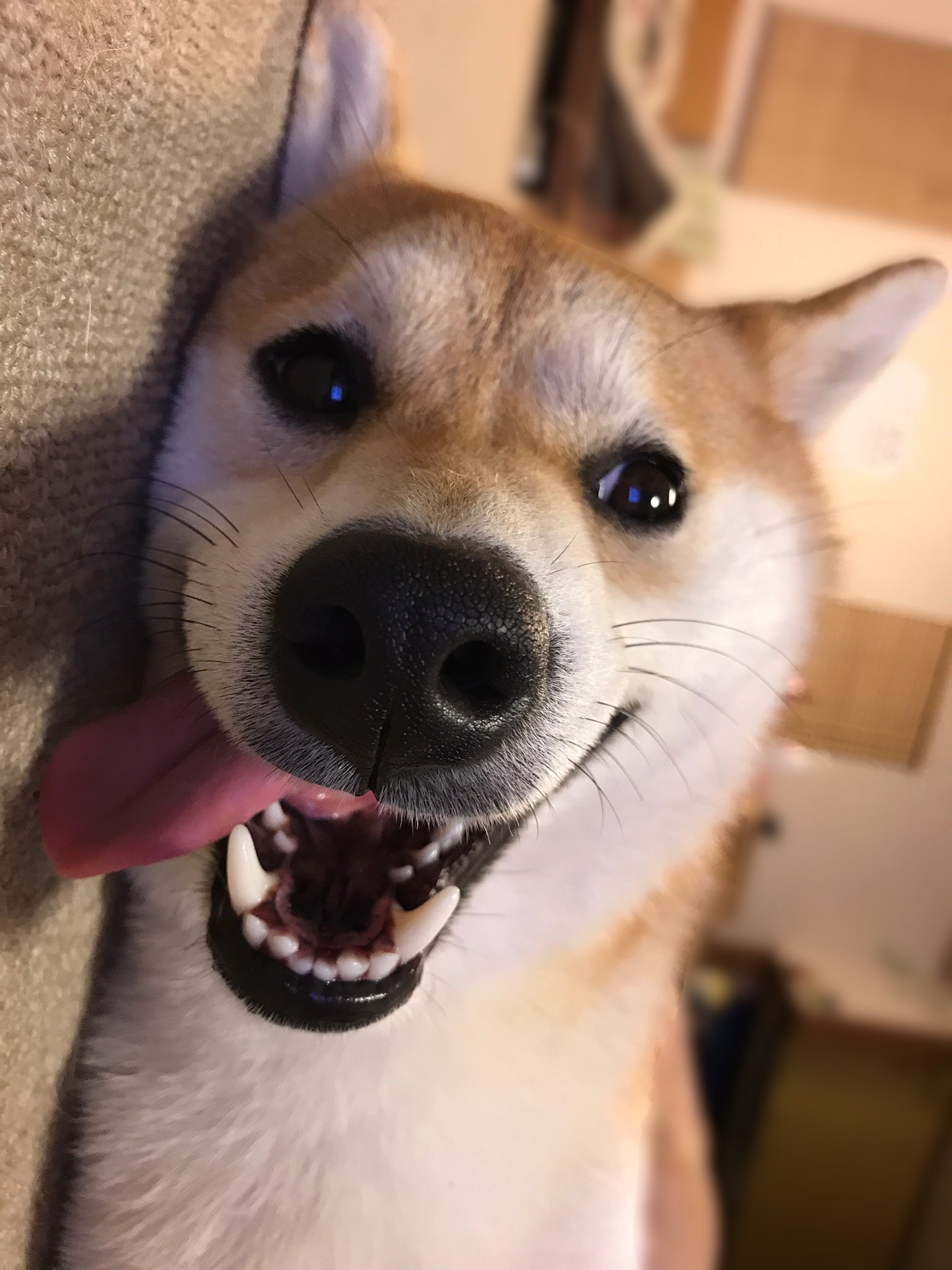 柴犬まめ 遊び疲れた犬をマッサージしたら 面白い顔になっていた Before After T Co G8huwtacnl Twitter