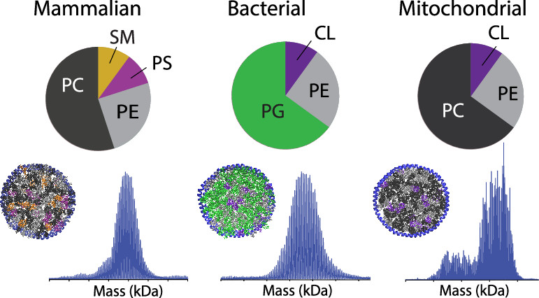 ACS Analytical Chemistry Journals (@an_chem) on Twitter photo Mixed-lipid nanodiscs assembled by <a href="/michaeltmarty/">Michael Marty</a> and team more accurately reflect lipid compositions of mammalian cells, bacteria, and mitochondria. Native mass spectrometry was used to study how these lipid compositions affect peptide incorporation. pubs.acs.org/doi/10.1021/ac… Mixed-lipid nanodiscs assembled by <a href="/michaeltmarty/">Michael Marty</a> and team more accurately reflect lipid compositions of mammalian cells, bacteria, and mitochondria. Native mass spectrometry was used to study how these lipid compositions affect peptide incorporation. pubs.acs.org/doi/10.1021/ac…