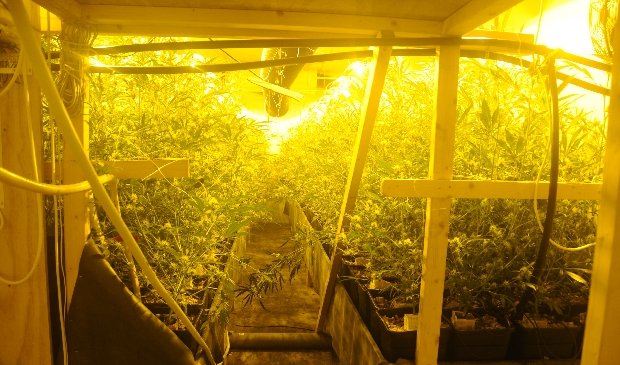 Politie ruimt hennepkwekerij met 400 planten in Stavenisse - ..