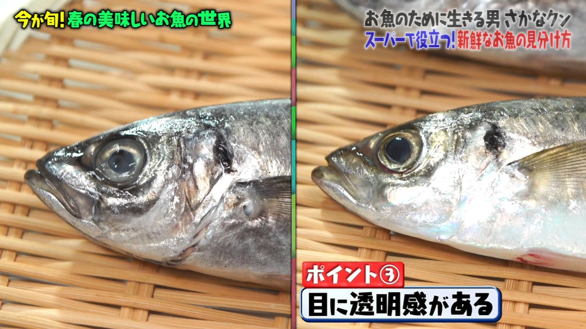 マツコさん美味しすぎて これは悪魔よ さかなクンさんが紹介する自宅で楽しめるお魚アレンジレシピ マツコの知らない世界 2ページ目 Togetter