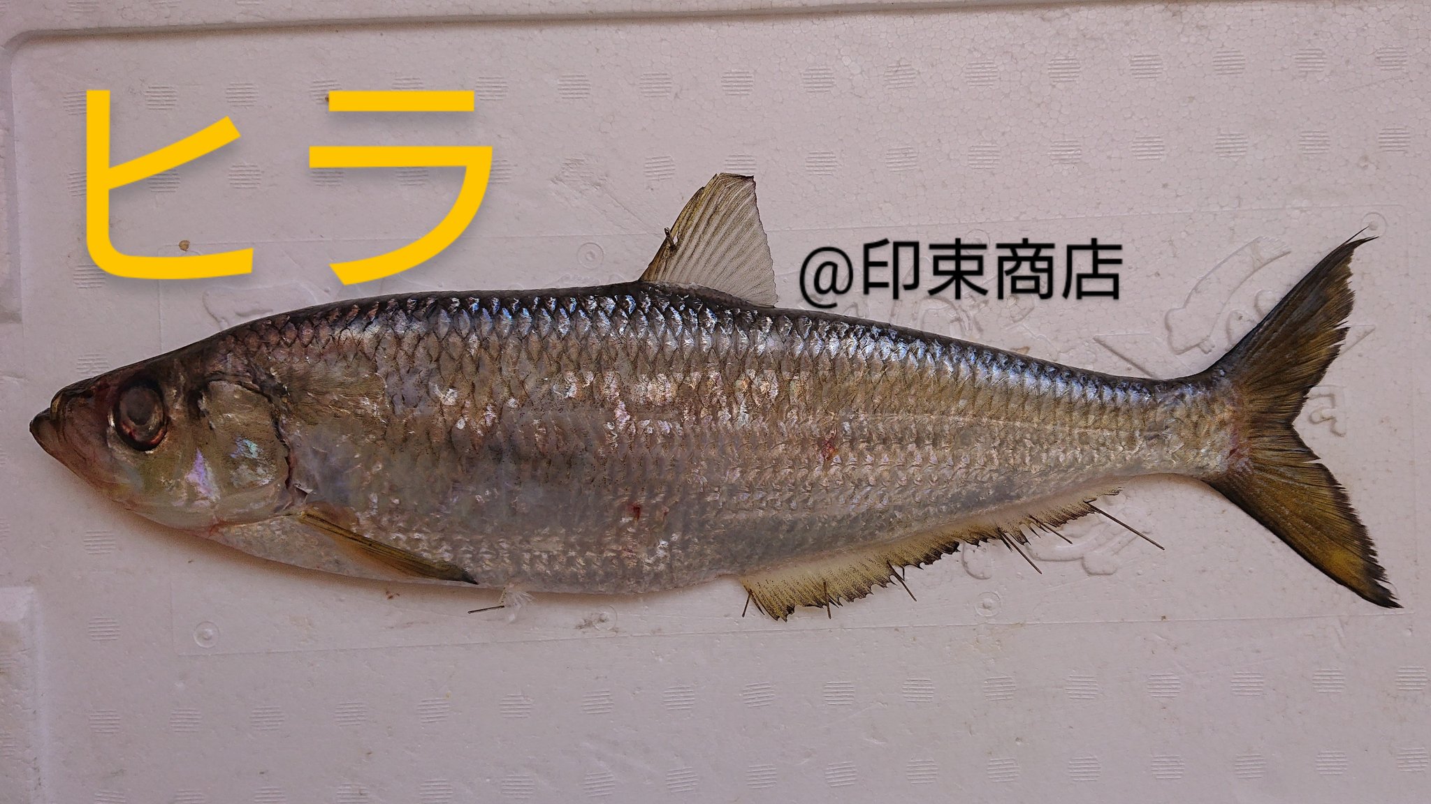 印束の魚図鑑 No 32 ヒラ 岡山で食べることで有名な魚ですが 有明海でも食べられます そのため 長崎魚市でも見ることができます 似たような魚より小骨が多いため 骨切りをして食べるのがメジャーです 刺身や塩焼きなどで食べます 釣り師にはその
